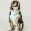 Adult Little Sleepies Sleepy Lifestyle | Aqua Gingham Pet Bandana Main Section